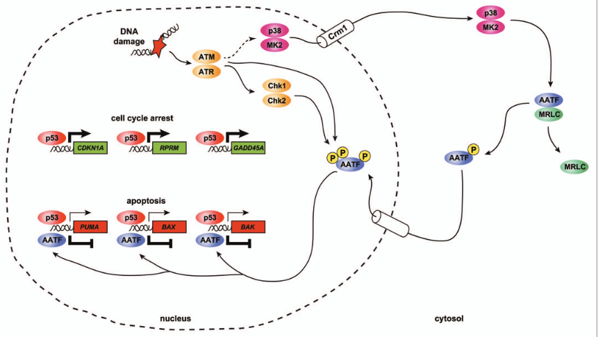 Putting the brakes on p53-driven apoptosis