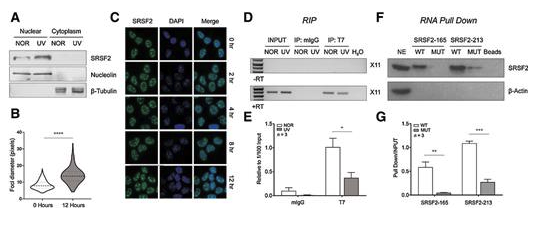 SRSF2 Regulation of MDM2 Reveals Splicing as a Therapeutic Vulnerability of the p53 Pathway