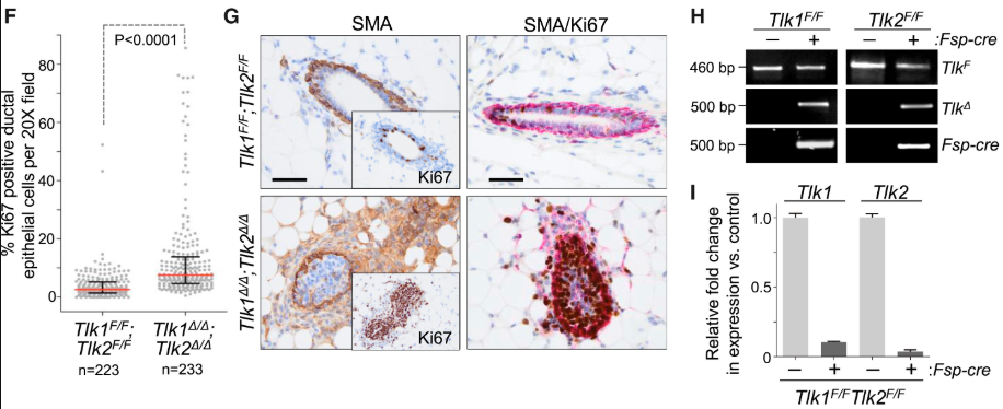 Discovery of Stromal Regulatory Networks that Suppress Ras-Sensitized Epithelial Cell Proliferation