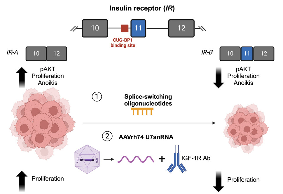 Employing splice-switching oligonucleotides and AAVrh74.U7 snRNA to target insulin receptor splicing and cancer hallmarks in osteosarcoma