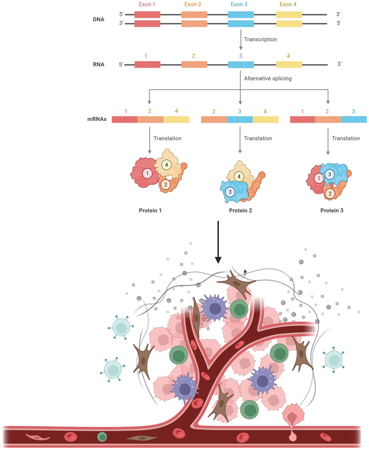 AATF suppresses apoptosis, promotes proliferation and is critical for Kras-driven lung cancer